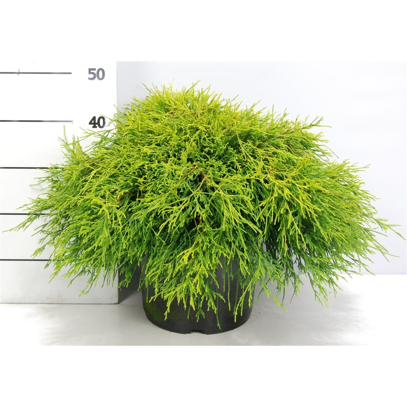 Ädelcypress – Chamaecyparis pisifera 'Sungold' - C12 50-60 CM